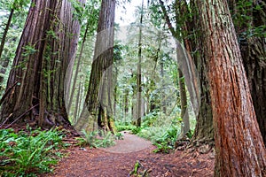 Redwoods