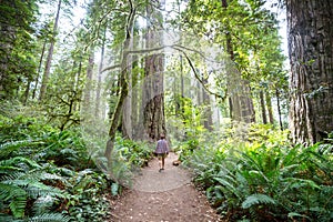 Redwoods