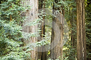 REDWOODS photo