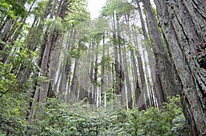 Redwoods