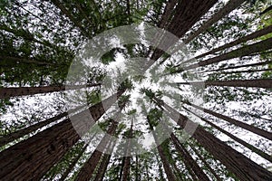 Redwoods photo