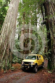 Redwoods photo