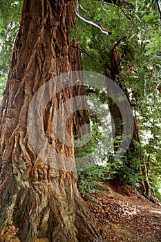 Redwoods photo