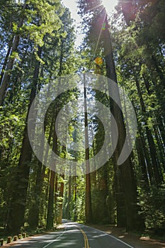 Redwoods on the Avenue of the Giants