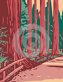 Redwoods in the Avenue of the Giants Surrounded by the Humboldt Redwoods State Park Located in Arcata California WPA Poster Art