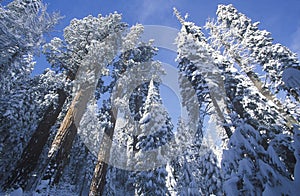 Redwoods Covered in Snow, photo