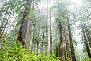 Redwoods in the fog