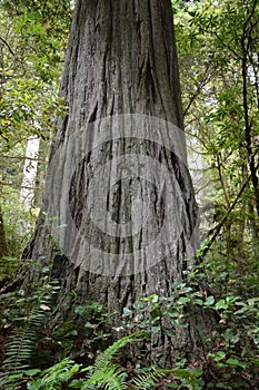 Redwoods forest