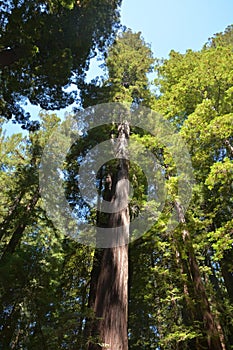 Redwoods forest