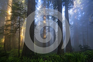 Redwoods Forest in the Morning photo