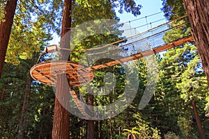 Redwoods forest with tree walkway photo