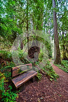 Redwoods forest wood bench to rest on along trail