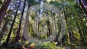 Redwoods in Muir Woods