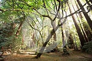 The Redwoods at Muir Woods National Park