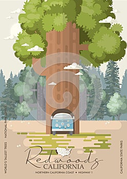 Redwoods park in California vector colorful poster. State park. World`s tallest trees.