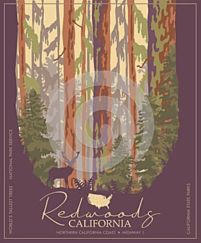 Redwoods park in California vector colorful poster. State parks. World`s tallest trees.
