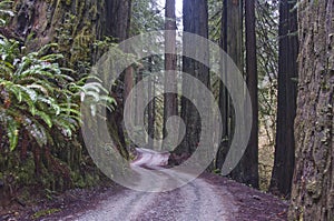 Redwoods, Redwood National Park.