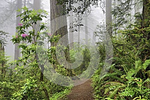 Redwoods and rhododendrons