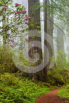 Redwoods and rhododendrons along the Damnation Creek Trail in De