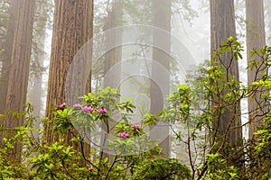 Redwoods and rhododendrons along the Damnation Creek Trail in De