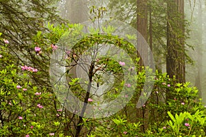 Redwoods and rhododendrons along the Damnation Creek Trail in De