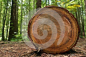 Redwoods in Rotorua New Zealand