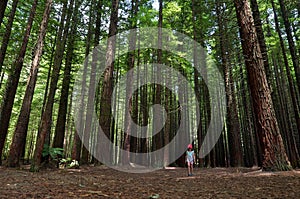 Redwoods in Rotorua New Zealand photo