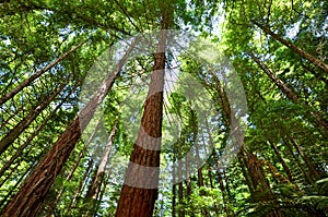 Redwoods in Rotorua New Zealand photo