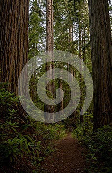 Redwoods Trees Stand Tall Along Trail In Redwood