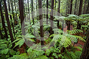 Redwoods Whakarewarewa Forest photo