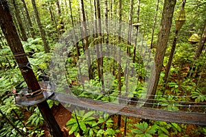 Redwoods Whakarewarewa Forest photo