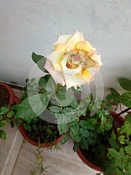 Redyellow rose is beautiful  garden in home