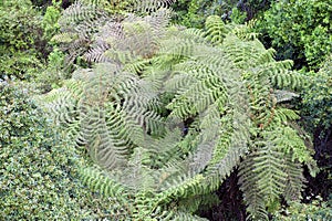 Tree fern in the rainforest of Australia