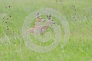 Ree, Roe deer, Capreolus capreolus