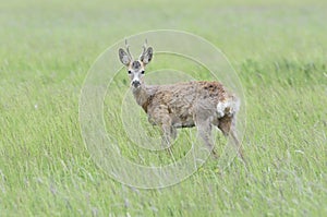 Ree, Roe deer, Capreolus capreolus photo