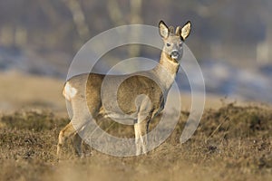 Ree, Roe deer, Capreolus capreolus photo