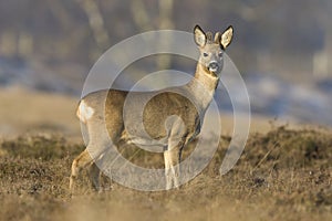 Ree, Roe deer, Capreolus capreolus