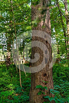 Ree trunk with several hollows made by woodpecker in the wild forest between Neversink River, tributary of the Delaware