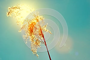 Reed against the big sun in the evening. Tall grass, blue sky and summer sun. Warm sunset in sunny weather