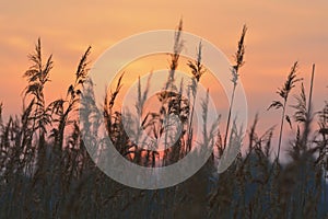 Reed against sunrise sky