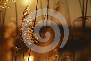 Reed against sunset in autumn