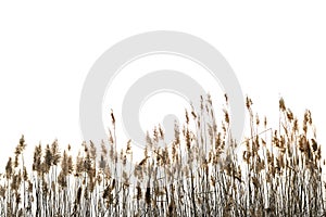 Reed against white