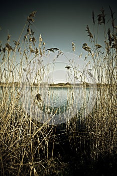 Reed along the lake side