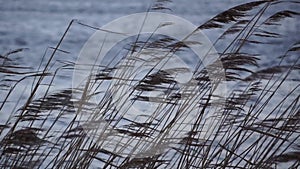 Reed alongside lake or river