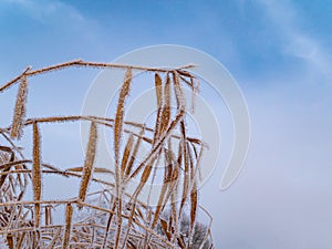 Reed aquatic plant in hoarfrost in winter against the blue sky