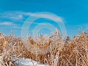 Reed aquatic plant in hoarfrost in winter against the blue sky