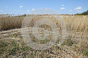 Reed area, Hortobagy