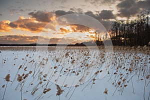 Reed around the lake during sunset