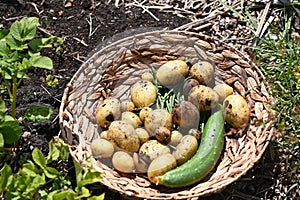 Reed basket full with new harvest potatoes