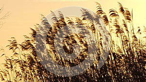 Reed bed and dazzling light